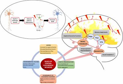 Cholinergic Modulation of Glial Function During Aging and Chronic Neuroinflammation